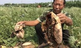 利辛吃瓜最新事件爆料新闻,最新爆料揭露惊人内幕